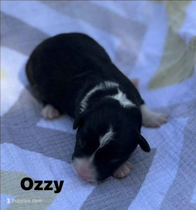 OZZY – Cardigan Welsh Corgi puppy for sale in Nashville, AR