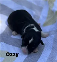 OZZY- Fluffy, a male Cardigan Welsh Corgi for sale in Nashville, AR – 6 of 6