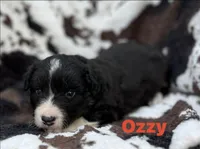 OZZY- Fluffy, a male Cardigan Welsh Corgi for sale in Nashville, AR – 3 of 6