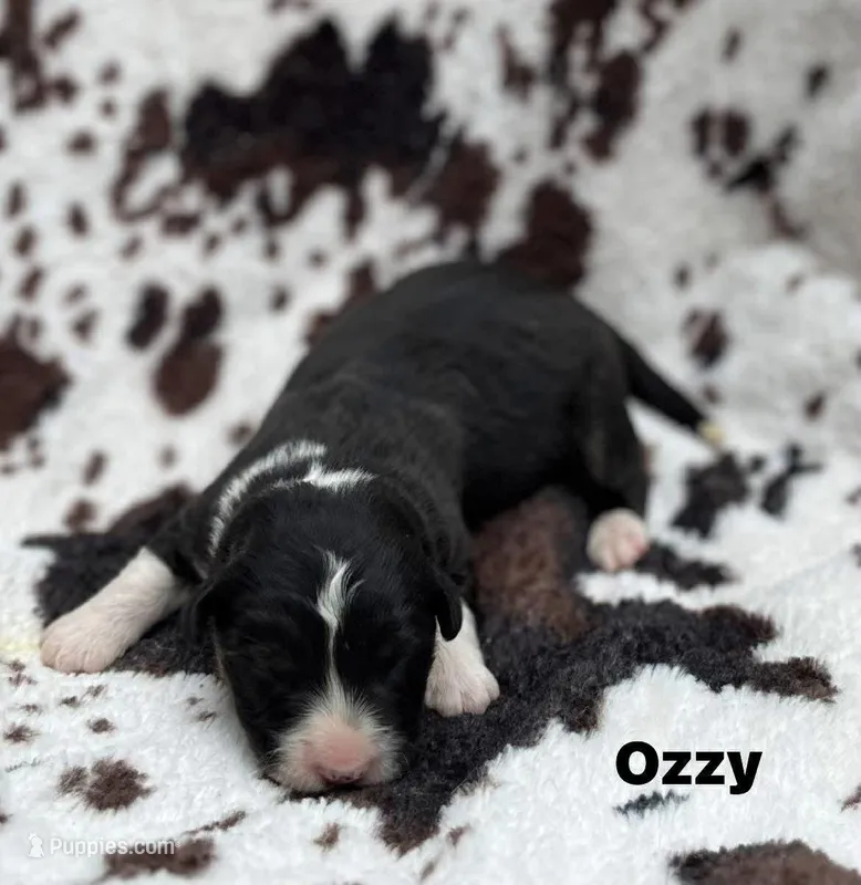 OZZY – Cardigan Welsh Corgi puppy for sale in Nashville, AR
