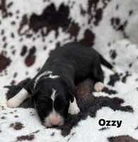 OZZY- Fluffy, a male Cardigan Welsh Corgi for sale in Nashville, AR – 5 of 6