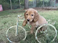 Dark cream , a male Miniature Dachshund for sale in Nashville, AR – 5 of 8