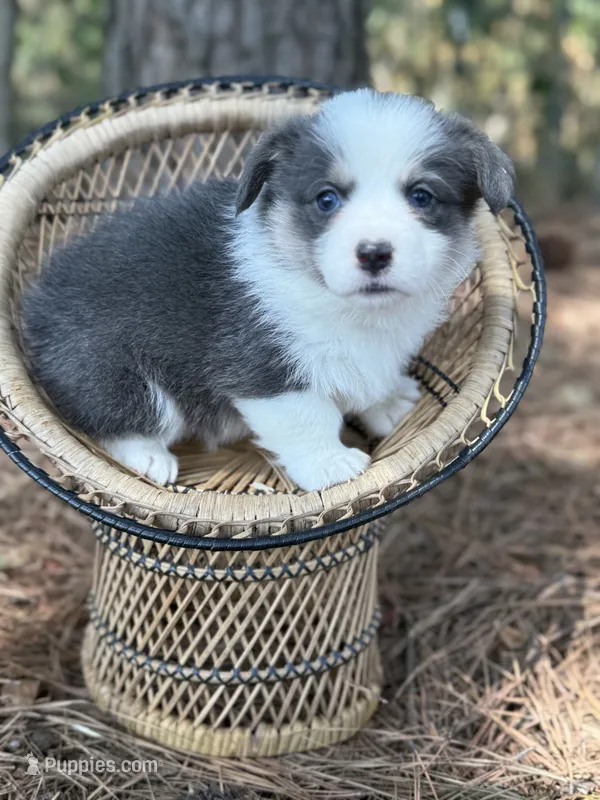 Bluie – Pembroke Welsh Corgi puppy for sale in Nashville, AR