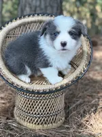 Bluie, a female Pembroke Welsh Corgi for sale in Nashville, AR – 1 of 9