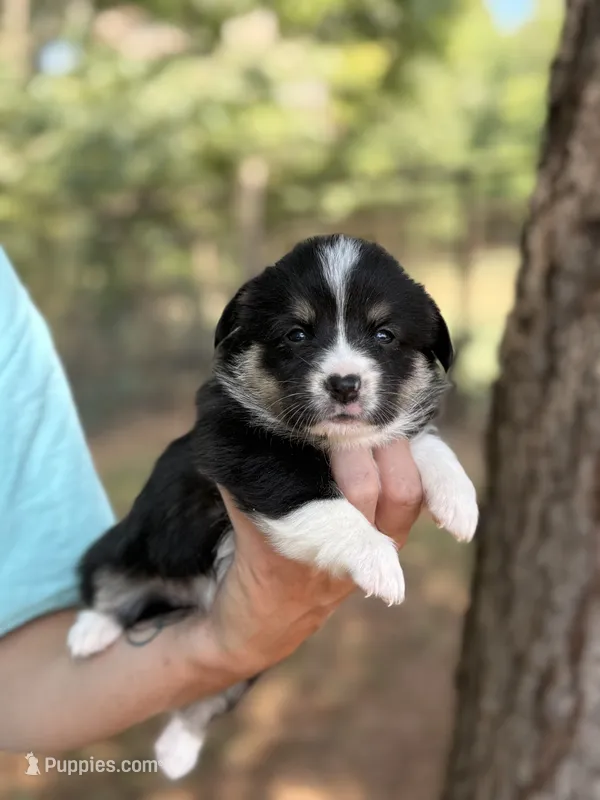 Missy – Cardigan Welsh Corgi, Pembroke Welsh Corgi puppy for sale in Nashville, AR
