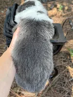 Bluie, a female Pembroke Welsh Corgi for sale in Nashville, AR – 5 of 6