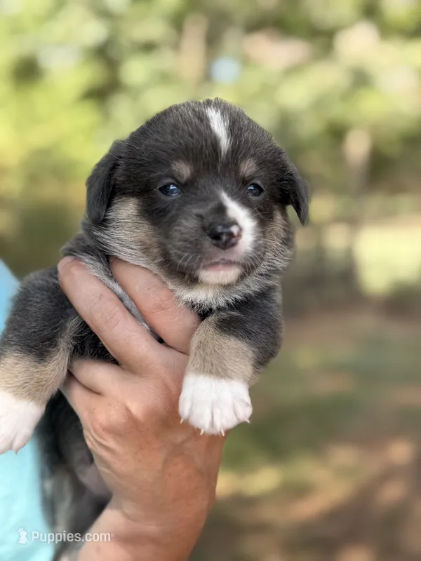 Full tail bluie – Cardigan Welsh Corgi, Pembroke Welsh Corgi puppy for sale in Nashville, AR