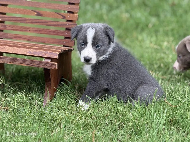 Smooth Blue BOY – Border Collie puppy for sale in Nashville, AR