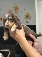 PRA CLEAR~AKC, a male Miniature Dachshund for sale in Nashville, AR – 3 of 9