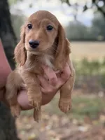 Oscar~ Dark cream , a male Miniature Dachshund for sale in Nashville, AR – 5 of 10