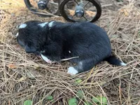 Full tail , a female Cardigan Welsh Corgi and Pembroke Welsh Corgi for sale in Nashville, AR – 6 of 8