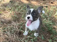 Red collar bribdle, a male Cardigan Welsh Corgi and Pembroke Welsh Corgi for sale in Nashville, AR – 9 of 10