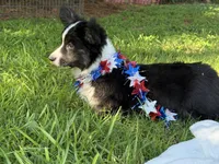 Ace- Fluffy, a male Cardigan Welsh Corgi for sale in Nashville, AR – 7 of 10