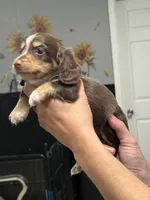 PRA CLEAR~AKC, a male Miniature Dachshund for sale in Nashville, AR – 2 of 9
