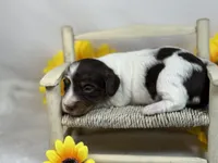 Chocolate piebald, a female Miniature Dachshund for sale in Nashville, AR – 4 of 4