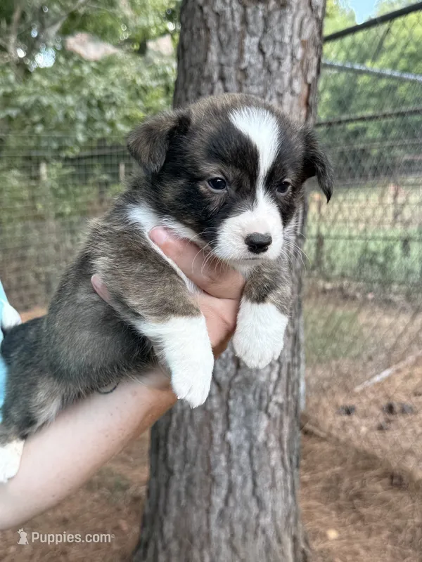 Red collar bribdle – Cardigan Welsh Corgi, Pembroke Welsh Corgi puppy for sale in Nashville, AR