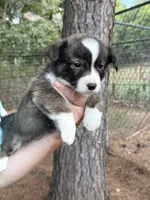 Red collar bribdle, a male Cardigan Welsh Corgi and Pembroke Welsh Corgi for sale in Nashville, AR – 3 of 10