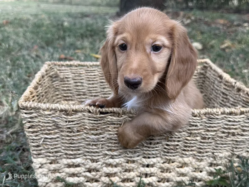 Dark cream  – Miniature Dachshund puppy for sale in Nashville, AR
