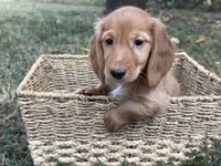 Dark cream , a male Miniature Dachshund for sale in Nashville, AR – 1 of 8