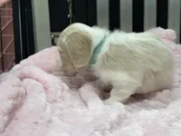 Cream pie~ Teal, a female Miniature Dachshund for sale in Nashville, AR – 3 of 4