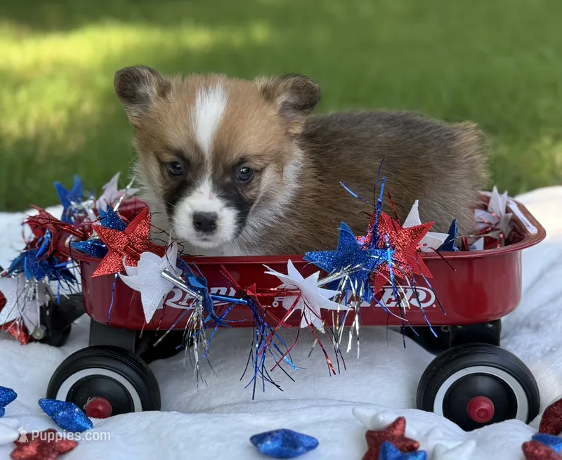 Fluff carrier – Pembroke Welsh Corgi puppy for sale in Nashville, AR