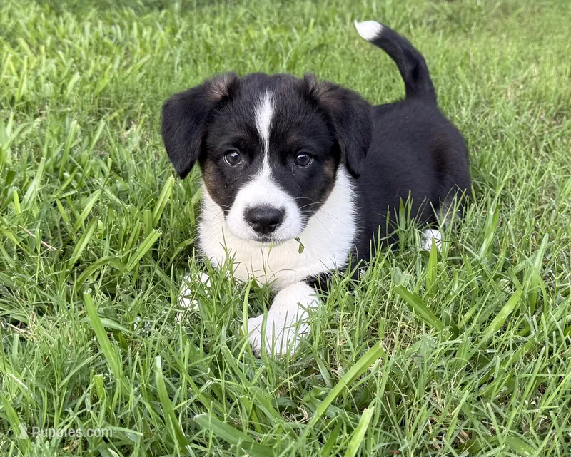 Knox – Cardigan Welsh Corgi puppy for sale in Nashville, AR