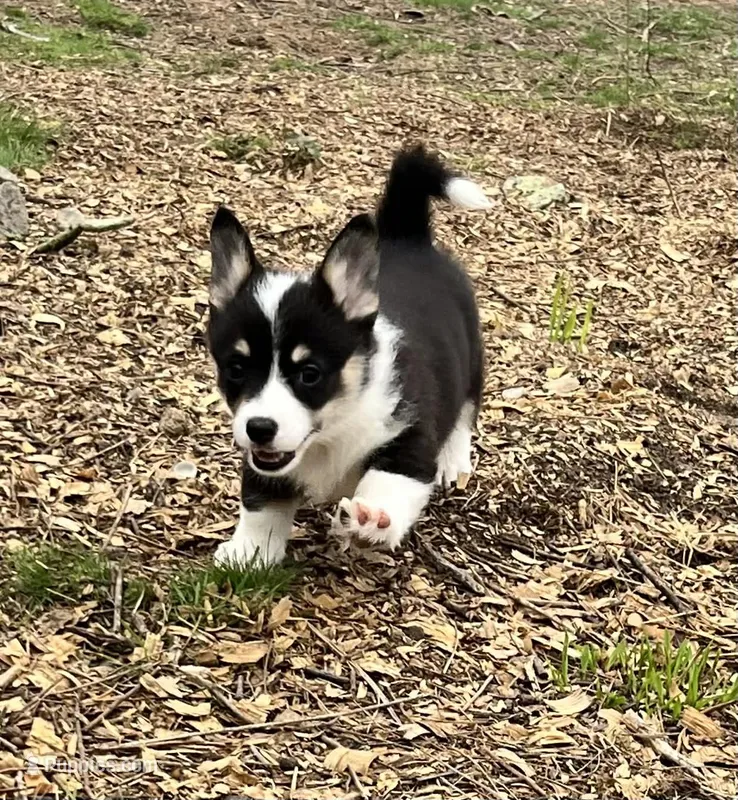 Midge – Pembroke Welsh Corgi puppy for sale in Nashville, AR