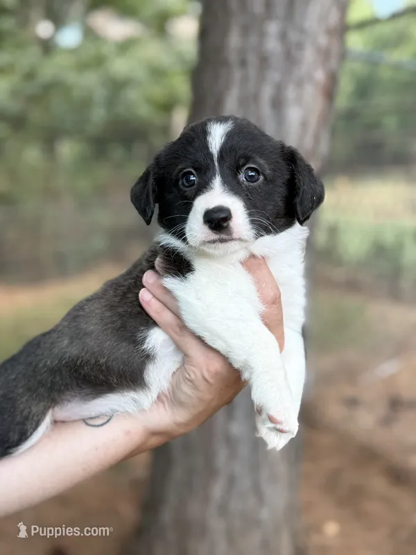 Brindle girl  – Cardigan Welsh Corgi, Pembroke Welsh Corgi puppy for sale in Nashville, AR