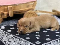 Dark cream , a male Miniature Dachshund for sale in Nashville, AR – 2 of 4