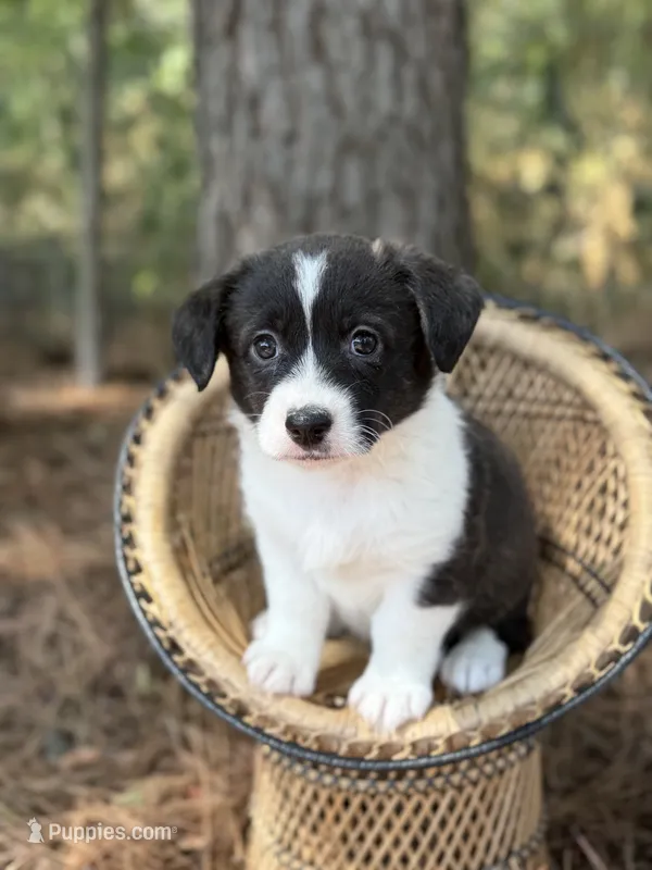 Brindle girl  – Cardigan Welsh Corgi, Pembroke Welsh Corgi puppy for sale in Nashville, AR