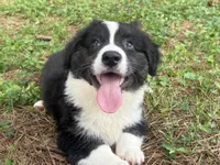 Ace- Fluffy, a male Cardigan Welsh Corgi for sale in Nashville, AR – 5 of 10