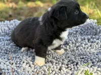 Jenny, a female Cardigan Welsh Corgi for sale in Nashville, AR – Photo 2 of 3