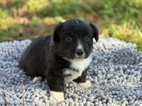 Jenny, a female Cardigan Welsh Corgi for sale in Nashville, AR – Photo 1 of 3