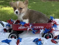 TC Boy , a male Pembroke Welsh Corgi for sale in Nashville, AR – 4 of 10