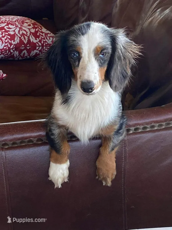 Violet – Miniature Dachshund puppy on hold in Nashville, AR