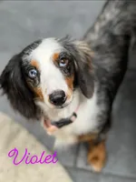 Violet, a female Miniature Dachshund for sale in Nashville, AR – 2 of 2