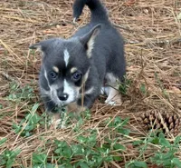 Full tail bluie, a female Cardigan Welsh Corgi and Pembroke Welsh Corgi for sale in Nashville, AR – 3 of 9