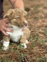 Live brindle , a male Cardigan Welsh Corgi and Pembroke Welsh Corgi for sale in Nashville, AR – 2 of 10
