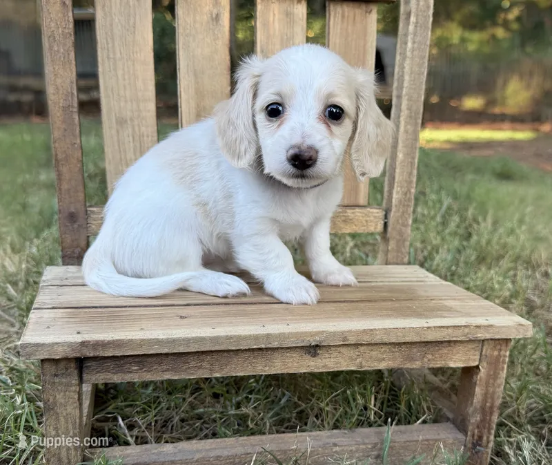 Blondie~ purple – Miniature Dachshund puppy for sale in Nashville, AR