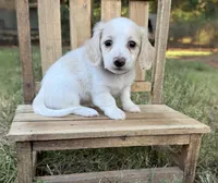 Blondie~ purple, a female Miniature Dachshund for sale in Nashville, AR – 2 of 10