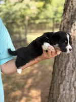 Full tail , a female Cardigan Welsh Corgi and Pembroke Welsh Corgi for sale in Nashville, AR – 7 of 8