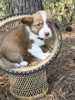 Blue collar- liver boy, a male Cardigan Welsh Corgi and Pembroke Welsh Corgi for sale in Nashville, AR – 3 of 3
