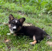 Dash- fluffy, a male Cardigan Welsh Corgi for sale in Nashville, AR – 4 of 10