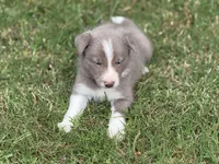 Lilac Boy, a male Border Collie for sale in Nashville, AR – 9 of 10