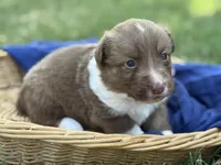 Live brindle , a male Cardigan Welsh Corgi and Pembroke Welsh Corgi for sale in Nashville, AR – 3 of 3