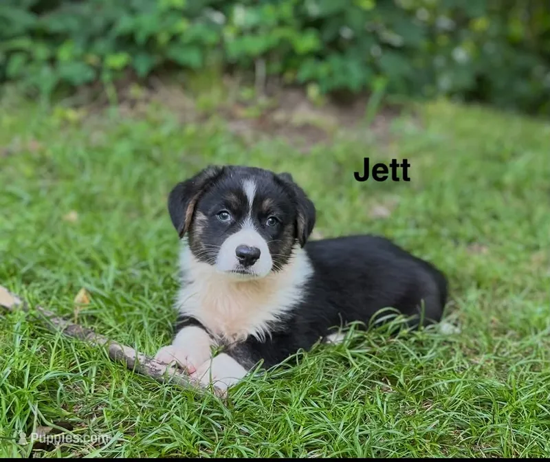 Jett – Cardigan Welsh Corgi puppy for sale in Nashville, AR
