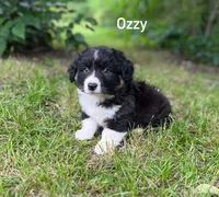 OZZY- Fluffy, a male Cardigan Welsh Corgi for sale in Nashville, AR – 2 of 9