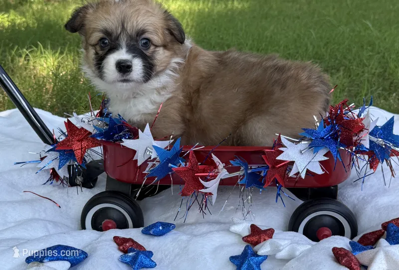 Red Fluffy TC – Pembroke Welsh Corgi puppy for sale in Nashville, AR
