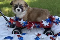 Fluff Full AKC, a female Pembroke Welsh Corgi for sale in Nashville, AR – 5 of 10