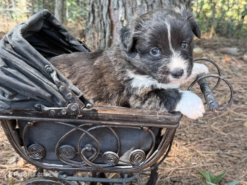 Brindle fluff  – Cardigan Welsh Corgi, Pembroke Welsh Corgi puppy for sale in Nashville, AR